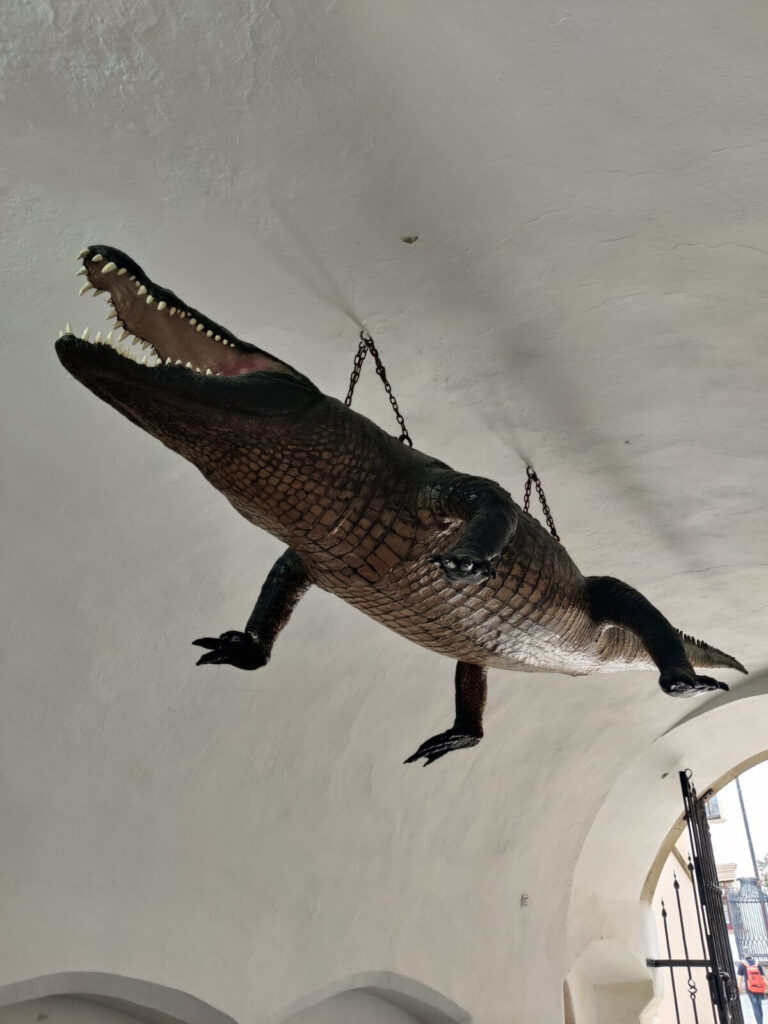The legendary Brno Dragon, a suspended taxidermied crocodile, in the Old Town Hall archway.