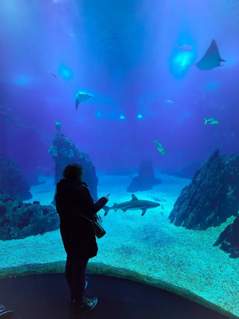 Visitor observing sharks and rays in the main tank at the Lisbon Oceanarium, Portugal.