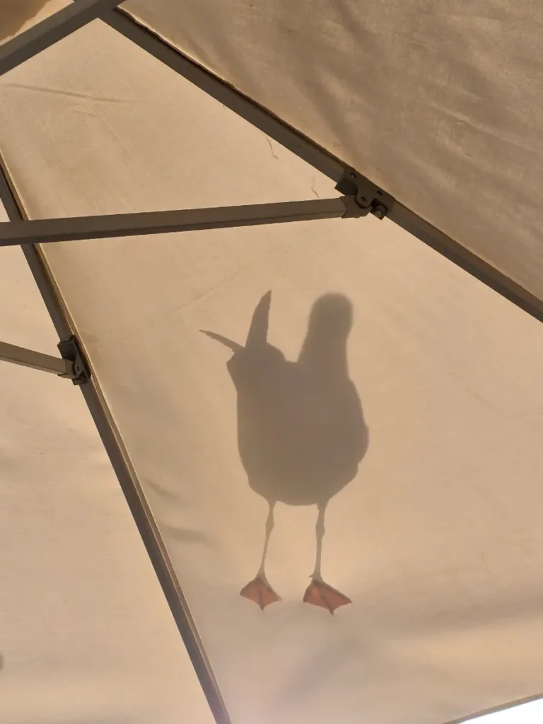 Shadow of a seagull standing on a terrace canopy in Cascais