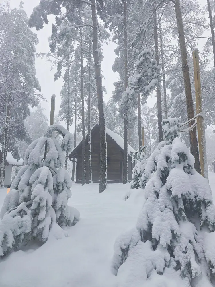 Snow-covered A-frame wooden cabin surrounded by tall pine trees in Divčibare, near Belgrade